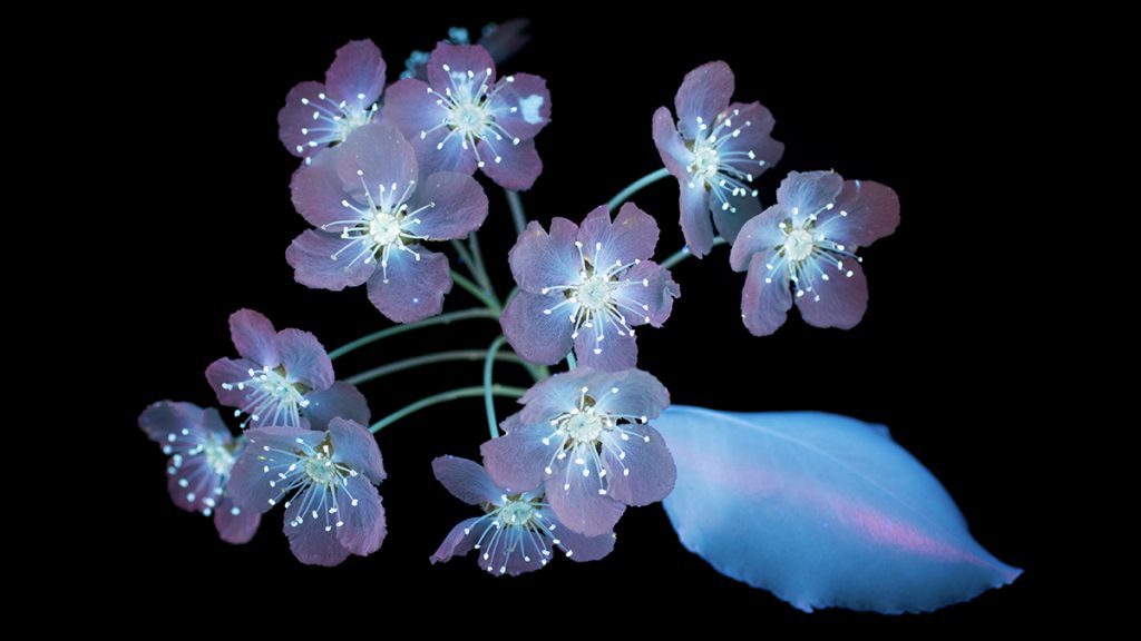 macOS Mojave 高清无损壁纸