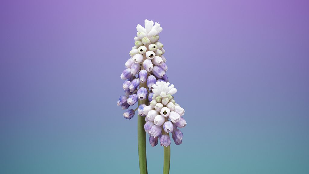 macOS Mojave 高清无损壁纸