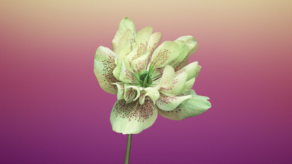 macOS Mojave 高清无损壁纸